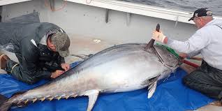 Image result for giant tuna