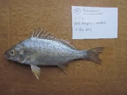 Image result for Pomadasys commersonnii