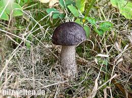 Attēlu rezultāti vaicājumam “Leccinum melaneum”