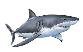 Image result for Carcharodon carcharias