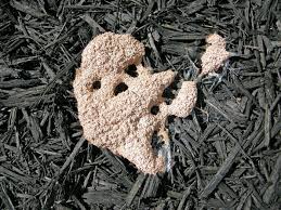 Attēlu rezultāti vaicājumam “Fuligo septica var. flava young”