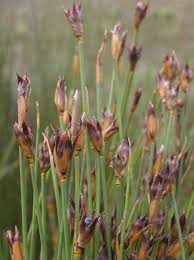 Attēlu rezultāti vaicājumam “Schoenus ferrugineus bud”