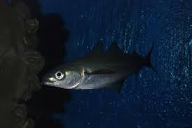 Image result for Pollachius virens