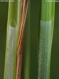 Attēlu rezultāti vaicājumam “Carex diandra fruit”