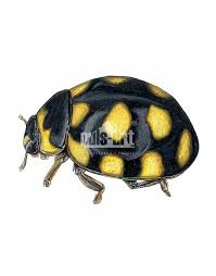 Attēlu rezultāti vaicājumam “Coccinula quatuordecimpustulata”