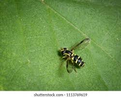 Attēlu rezultāti vaicājumam “Xanthogramma sp.”