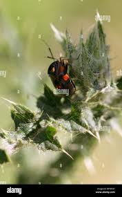 Attēlu rezultāti vaicājumam “Capsodes gothicus”