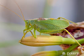 Attēlu rezultāti vaicājumam “Tettigonia cantans”