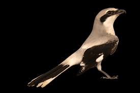 Attēlu rezultāti vaicājumam “Lanius excubitor”