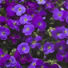 Image result for Aubrieta hybrida (cultorum)