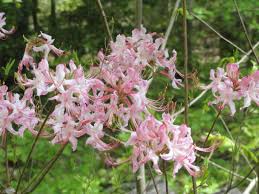 Attēlu rezultāti vaicājumam “Rhododendron periclymenoides flower”