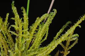 Attēlu rezultāti vaicājumam “Drepanocladus aduncus”