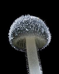 Attēlu rezultāti vaicājumam “Lentaria sp.”