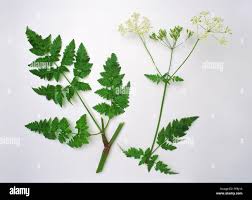 Attēlu rezultāti vaicājumam “Anthriscus sylvestris leaf”