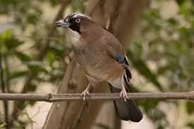 Attēlu rezultāti vaicājumam “Garrulus glandarius adult”