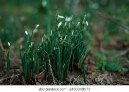 Attēlu rezultāti vaicājumam “Galanthus nivalis bud”