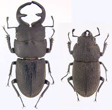 Attēlu rezultāti vaicājumam “Lucanidae”