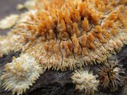 Attēlu rezultāti vaicājumam “Neocudoniella albiceps”