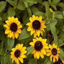 Image result for Sanvitalia procumbens