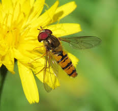 Attēlu rezultāti vaicājumam “Episyrphus balteatus”