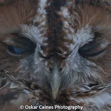 Attēlu rezultāti vaicājumam “Strix aluco female”