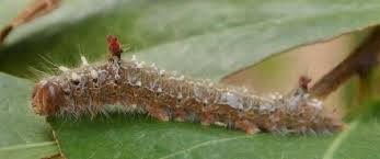 Attēlu rezultāti vaicājumam “Notodontidae”