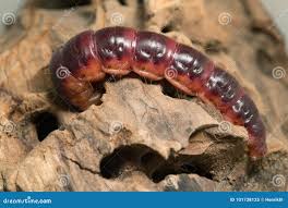 Attēlu rezultāti vaicājumam “Cossus cossus larva”