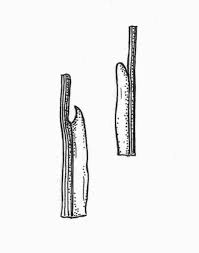 Attēlu rezultāti vaicājumam “Triglochin palustre fruit”