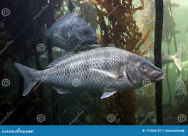 Image result for Lithognathus lithognathus