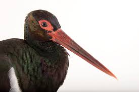 Attēlu rezultāti vaicājumam “Ciconia nigra”