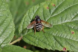 Attēlu rezultāti vaicājumam “Sericomyia lappona”