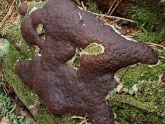 Attēlu rezultāti vaicājumam “Symphytocarpus flaccidus”