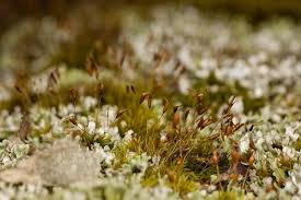 Attēlu rezultāti vaicājumam “Dicranella heteromalla”