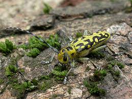 Attēlu rezultāti vaicājumam “Saperda scalaris”