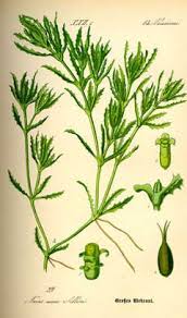 Attēlu rezultāti vaicājumam “Najas major”