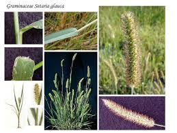 Attēlu rezultāti vaicājumam “Setaria glauca”