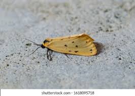 Attēlu rezultāti vaicājumam “Setina irrorella”