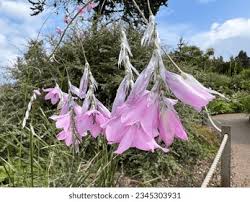 Attēlu rezultāti vaicājumam “Schistidium robustum”