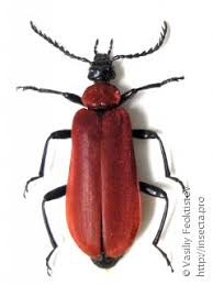 Attēlu rezultāti vaicājumam “Pyrochroidae”
