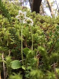 Attēlu rezultāti vaicājumam “Moneses uniflora bud”