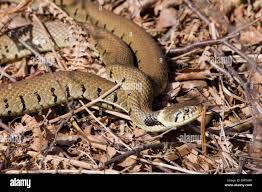 Attēlu rezultāti vaicājumam “Natrix natrix adult”