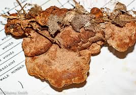 Attēlu rezultāti vaicājumam “Hapalopilus croceus”