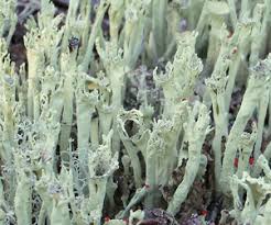 Attēlu rezultāti vaicājumam “Cladonia”