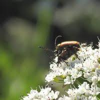 Attēlu rezultāti vaicājumam “Pseudovadonia livida”