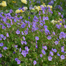 Image result for Geranium `Purple Haze`