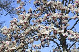 Attēlu rezultāti vaicājumam “Magnolia cylindrica”