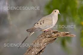 Image result for Zenaida macroura