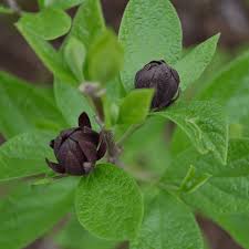 Attēlu rezultāti vaicājumam “Calycanthus floridus”