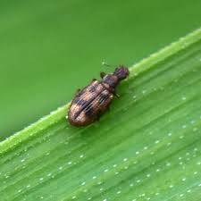 Attēlu rezultāti vaicājumam “Latridiidae”