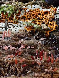 Attēlu rezultāti vaicājumam “Stemonitopsis typhina var. similis”